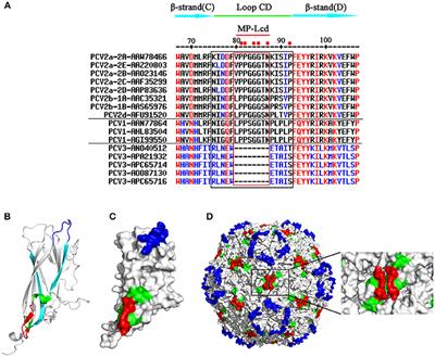 Structure-Based Design of Porcine Circovirus Type 2 Chimeric VLPs (cVLPs) Displays Foreign Peptides on the Capsid Surface